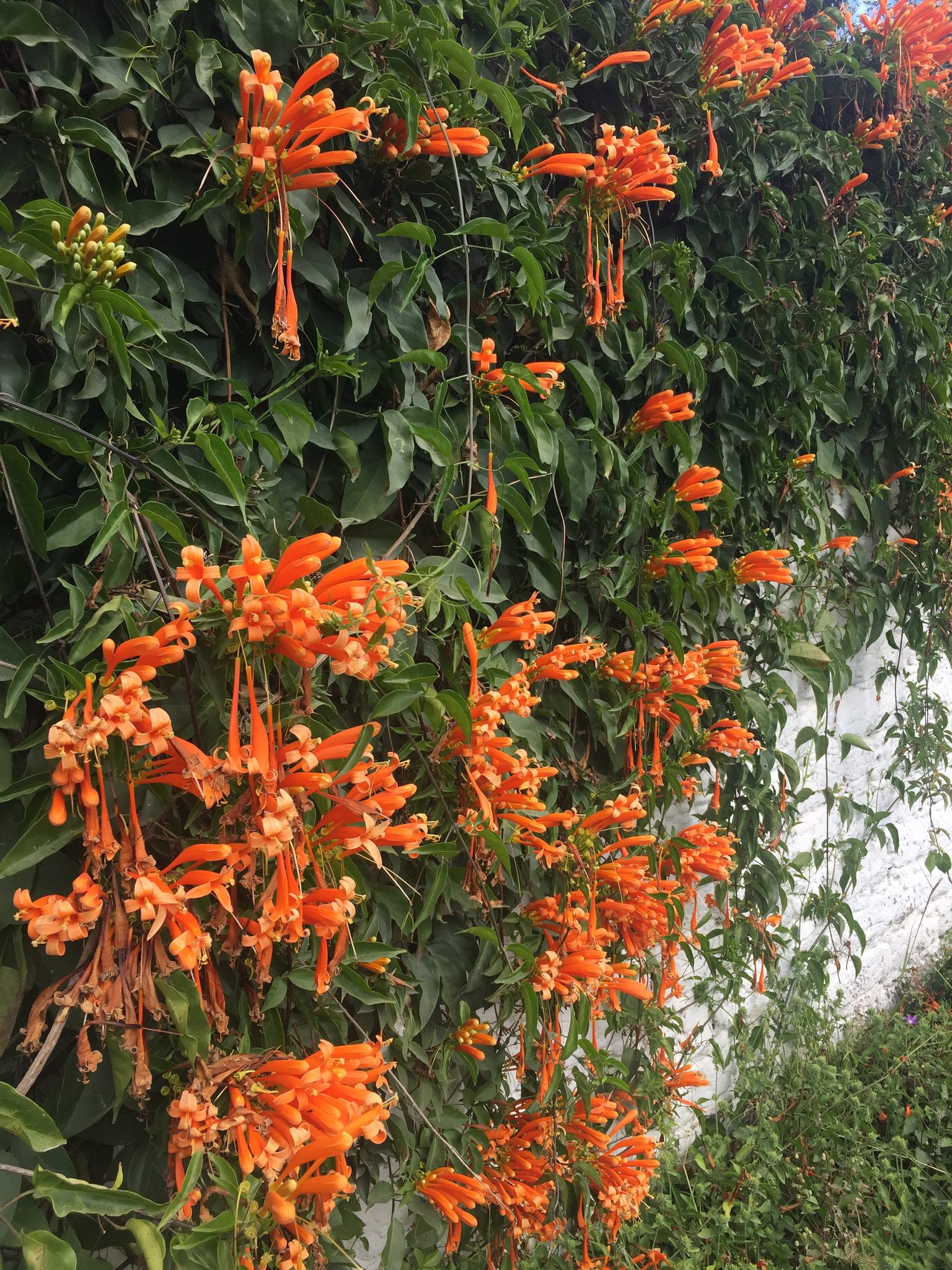 Pyrostegia venusta